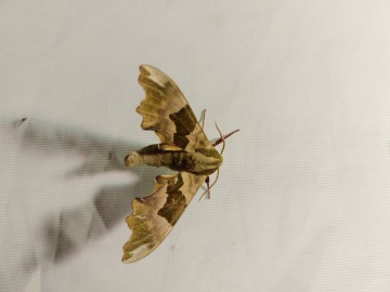 Dzień Łąki na Polu Nieborowskim z Fundacją „Kwietna” , 